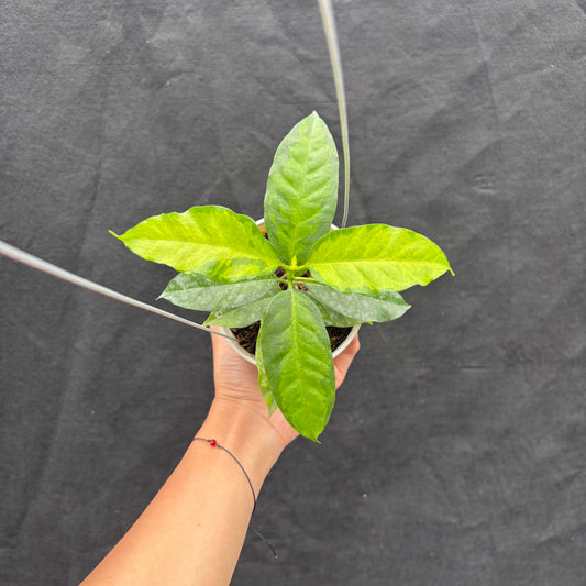 Hoya Multiflora "Inner Variegated" - Indonesian Rare Plants