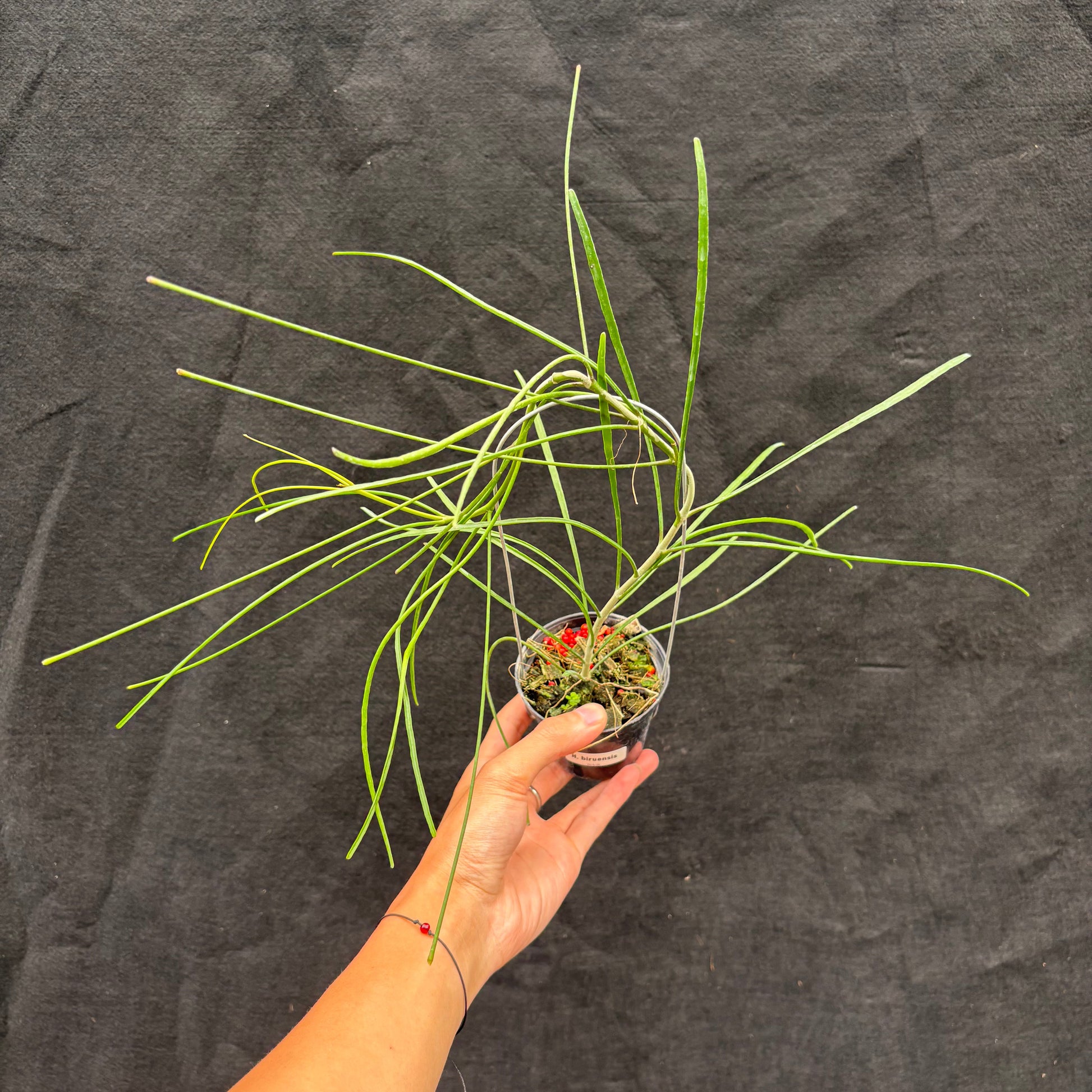 Hoya Biruensis - Indonesian Rare Plants