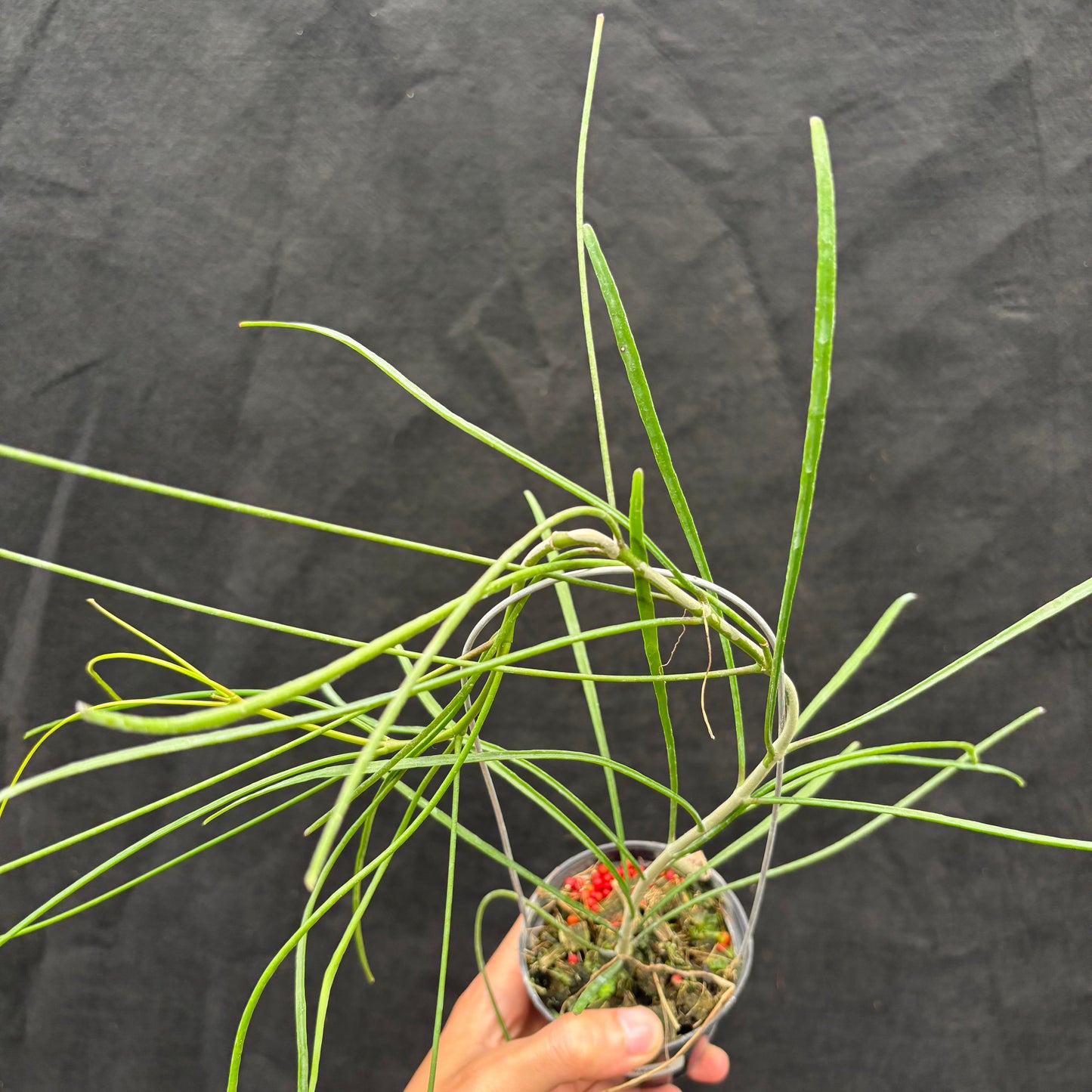 Hoya Biruensis