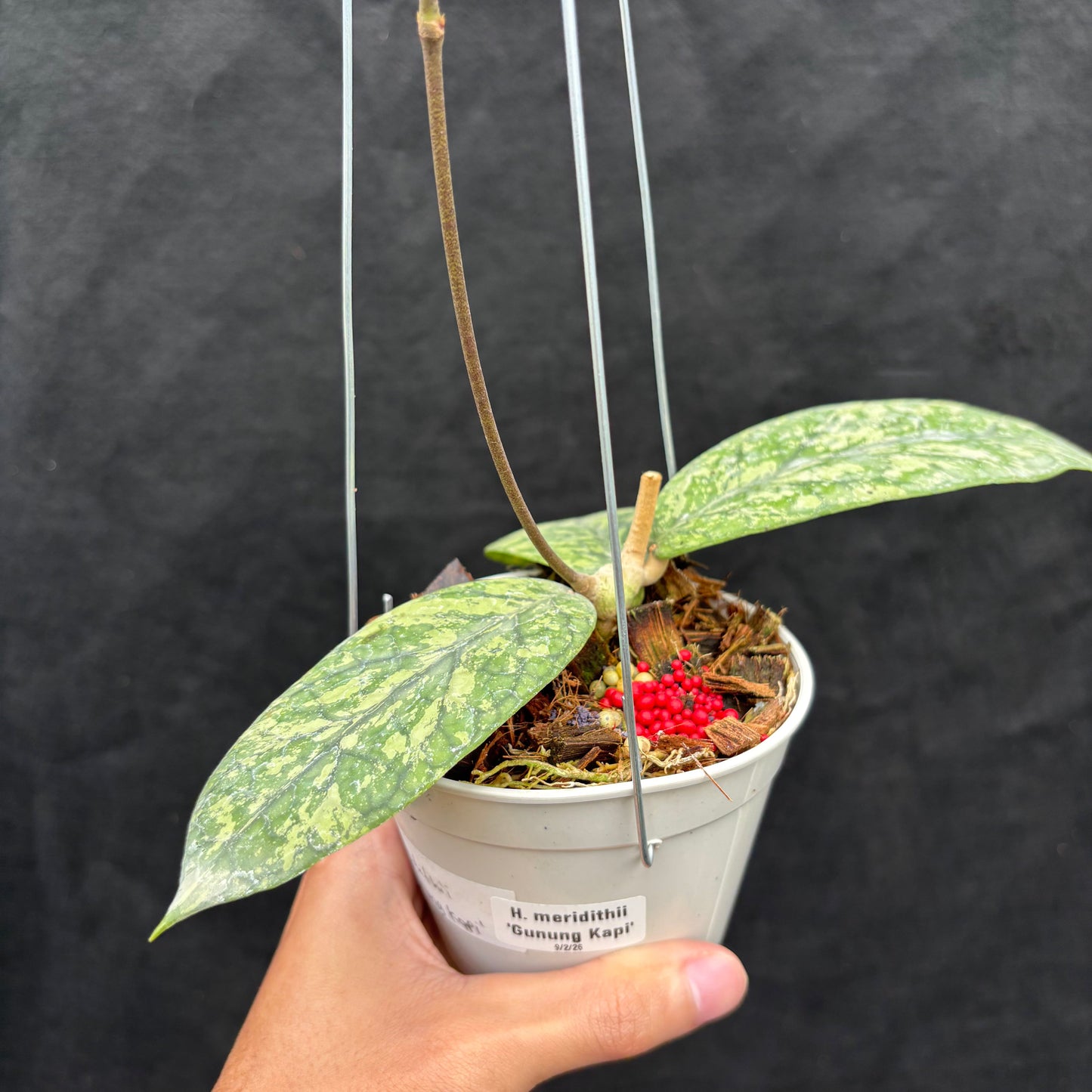 Hoya Meridithii "Gunung Kapi" — photo 5