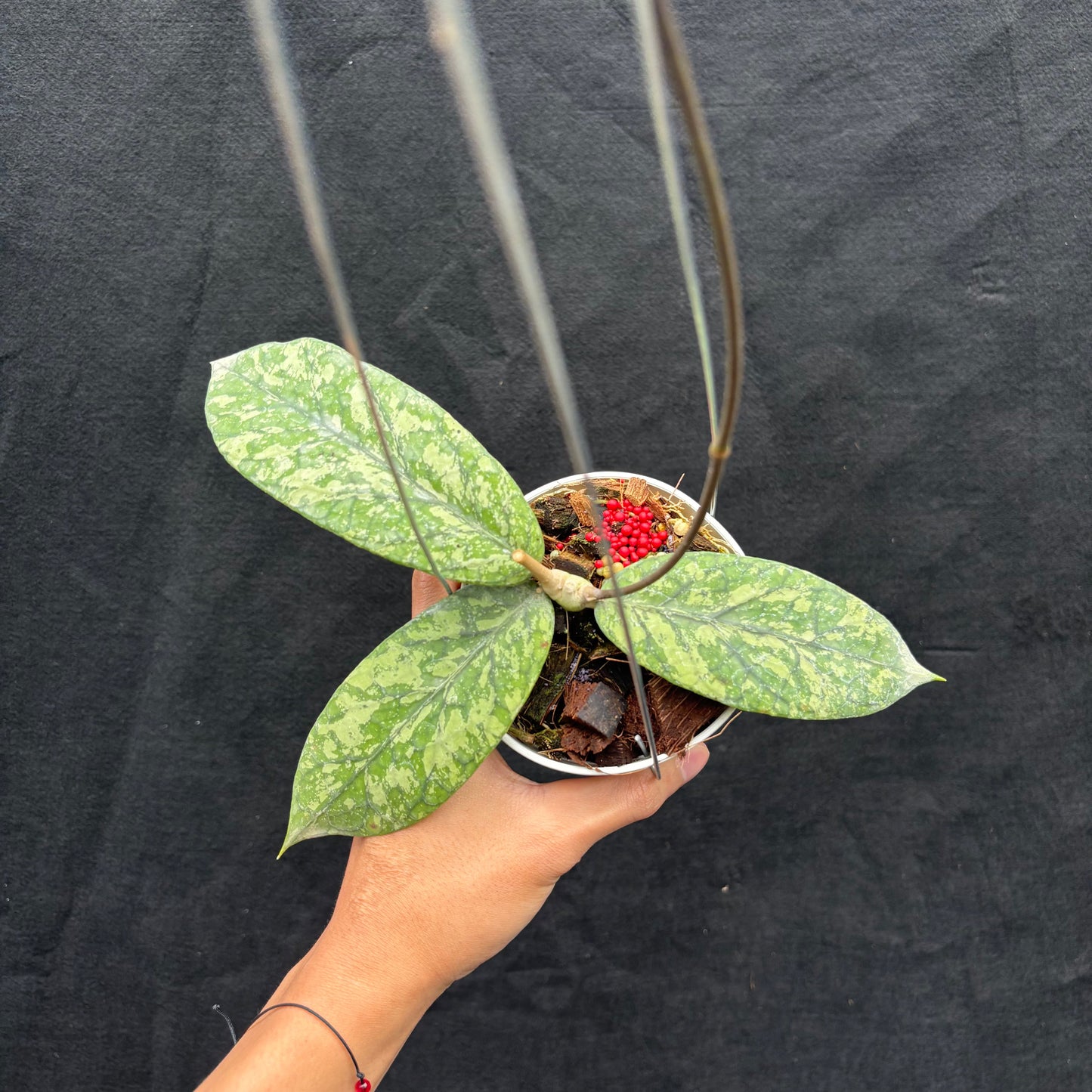 Hoya Meridithii "Gunung Kapi" — rare Indonesian plant