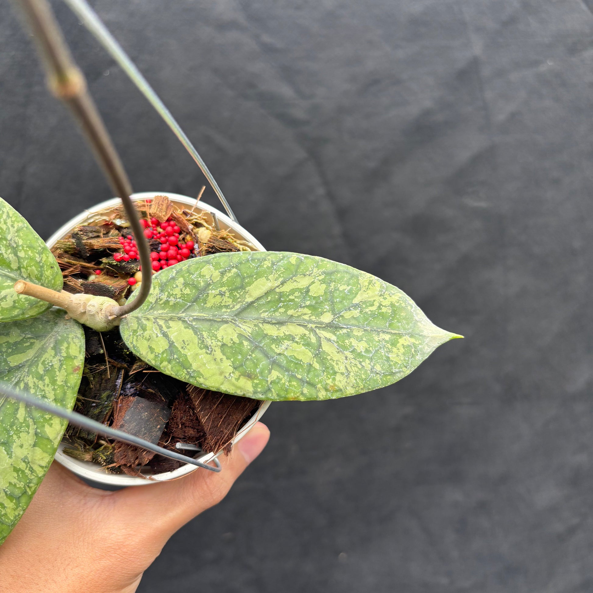Hoya Meridithii "Gunung Kapi" — photo 3