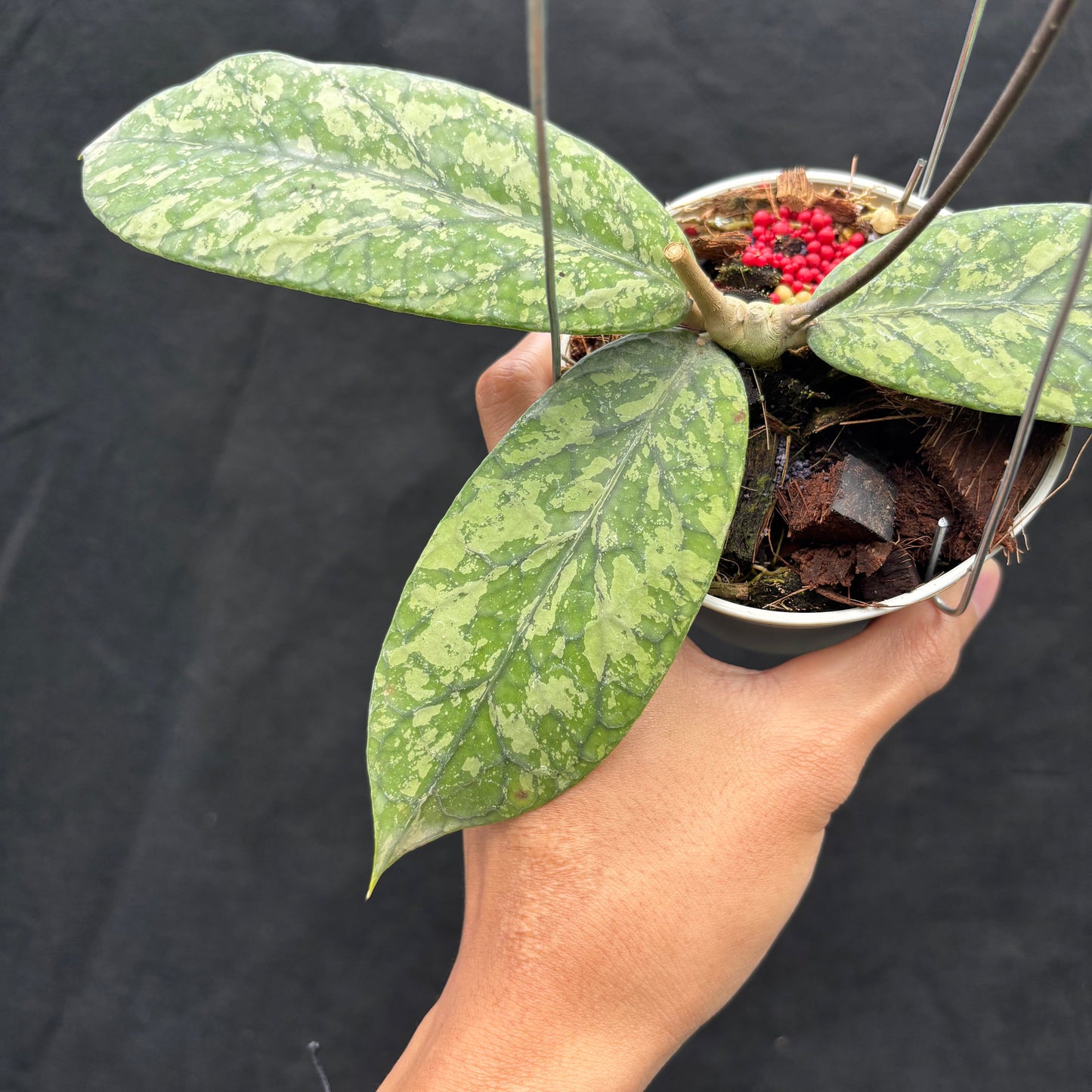Hoya Meridithii "Gunung Kapi" — photo 4