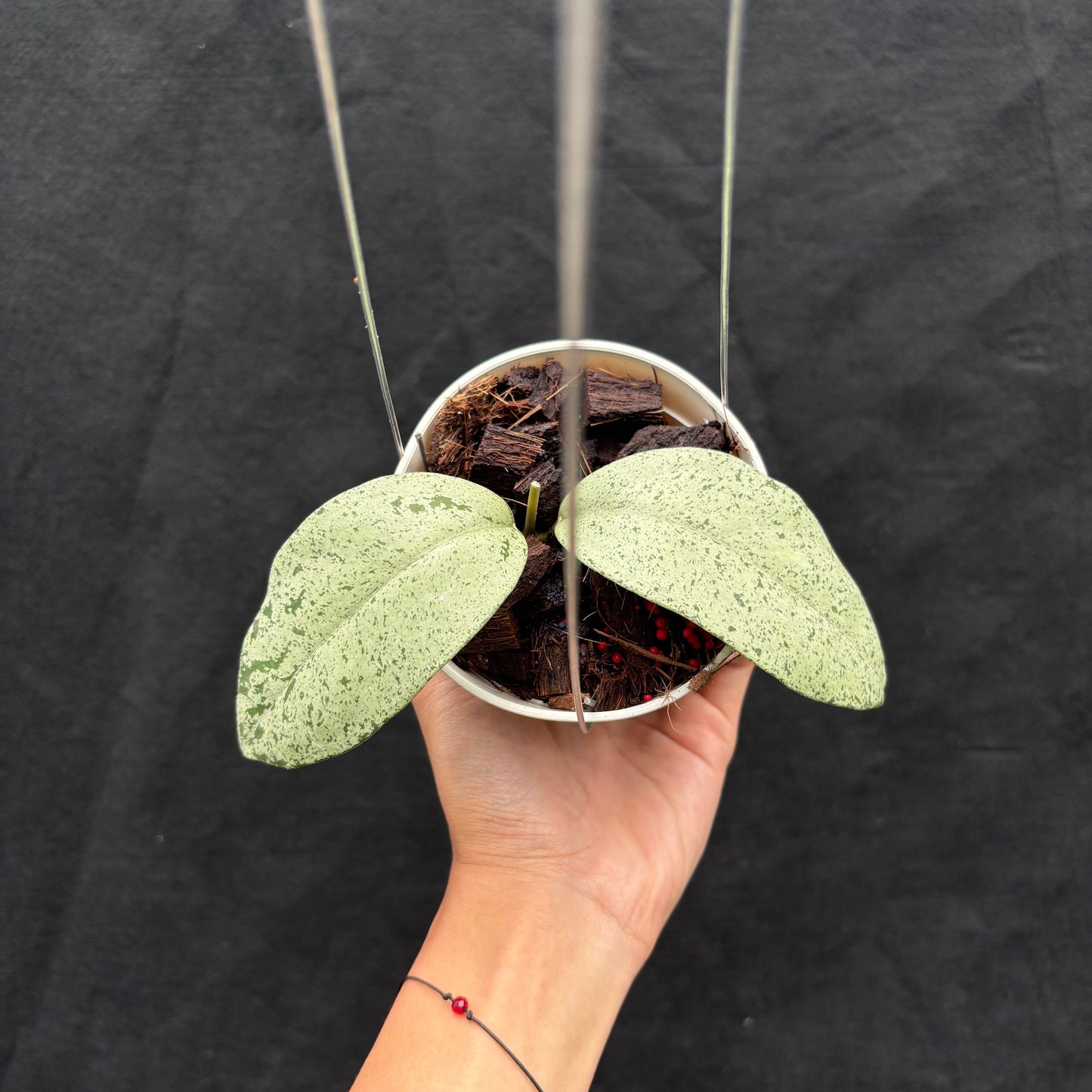 Hoya Sp. Warok (Silver) - Indonesian Rare Plants