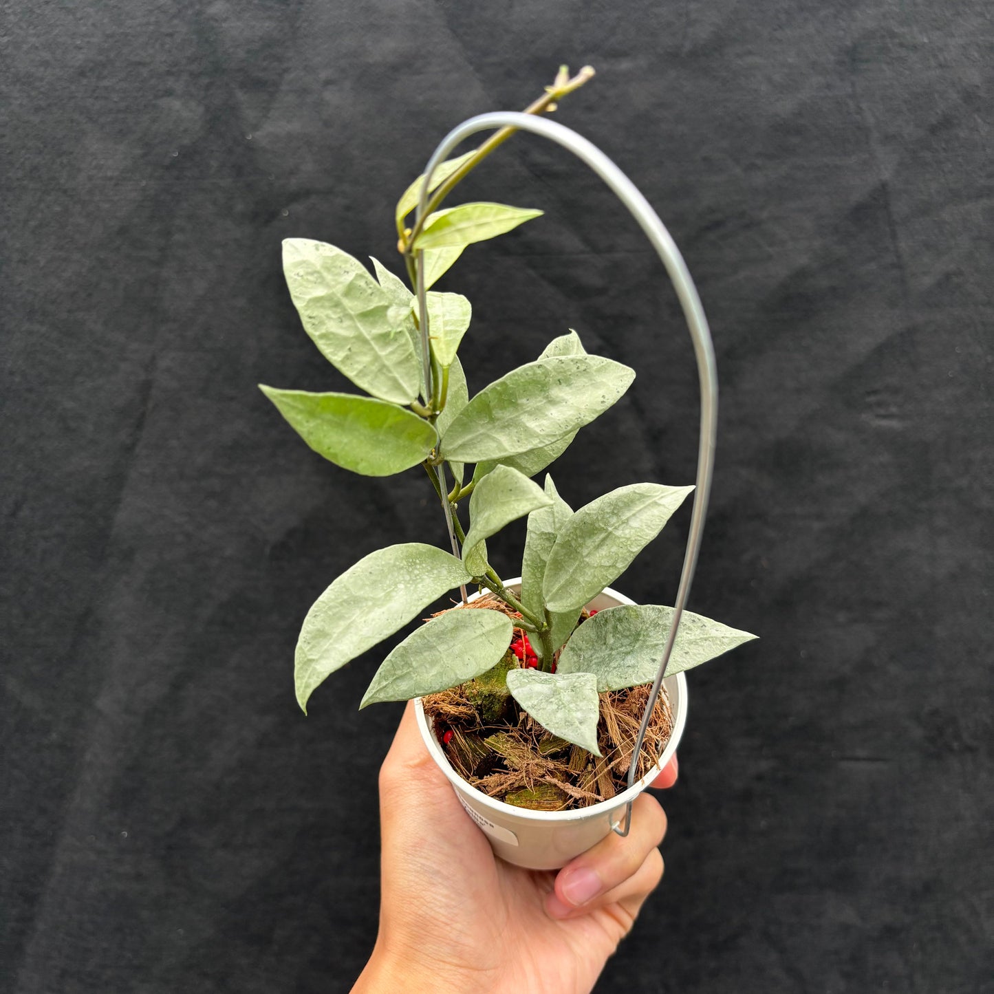 Hoya Lacunosa "Zellia" - Indonesian Rare Plants