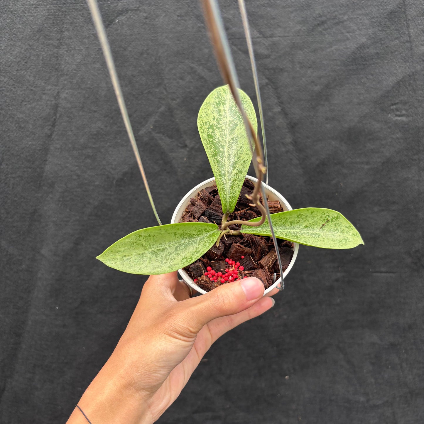 Hoya Posti Silver - Indonesian Rare Plants