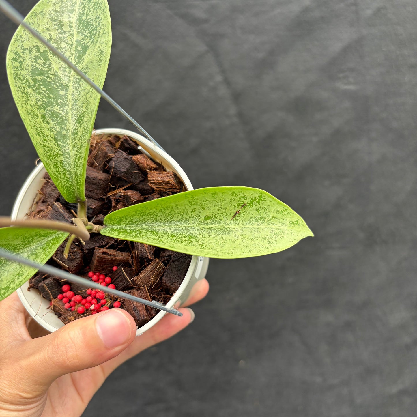 Hoya Posti Silver