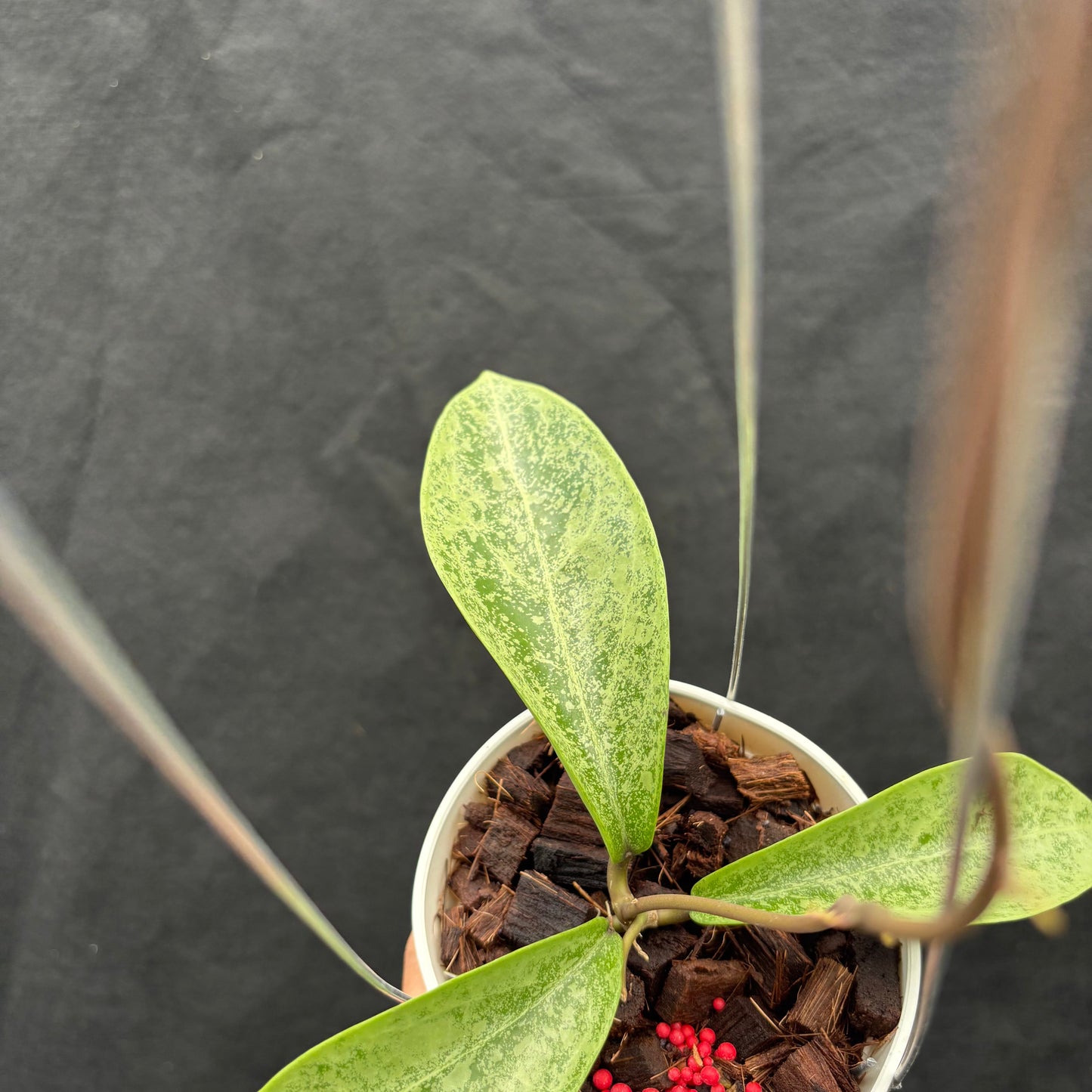 Hoya Posti Silver