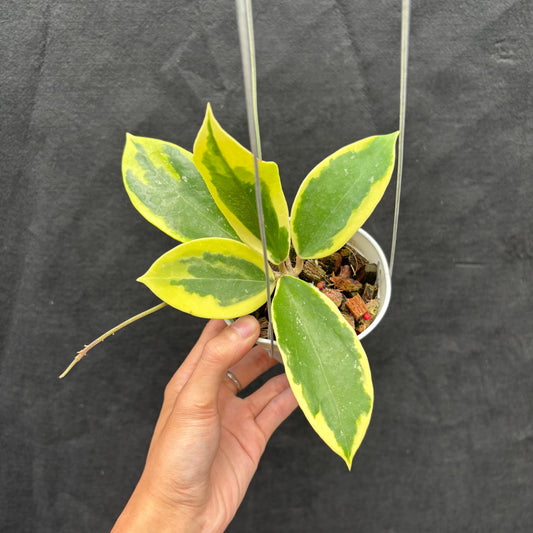 Hoya Sp. Quang Ngai "Albomarginata" - Indonesian Rare Plants