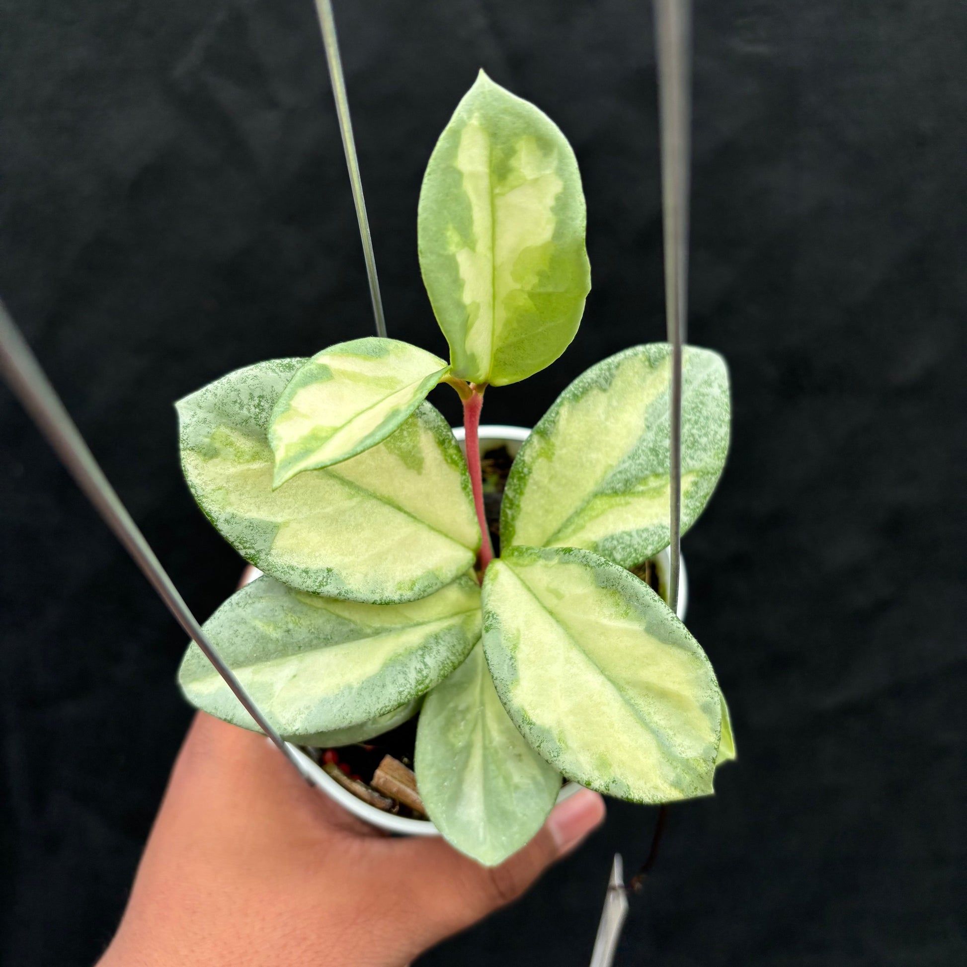 Hoya Carnosa "Argentea Princess" - Indonesian Rare Plants