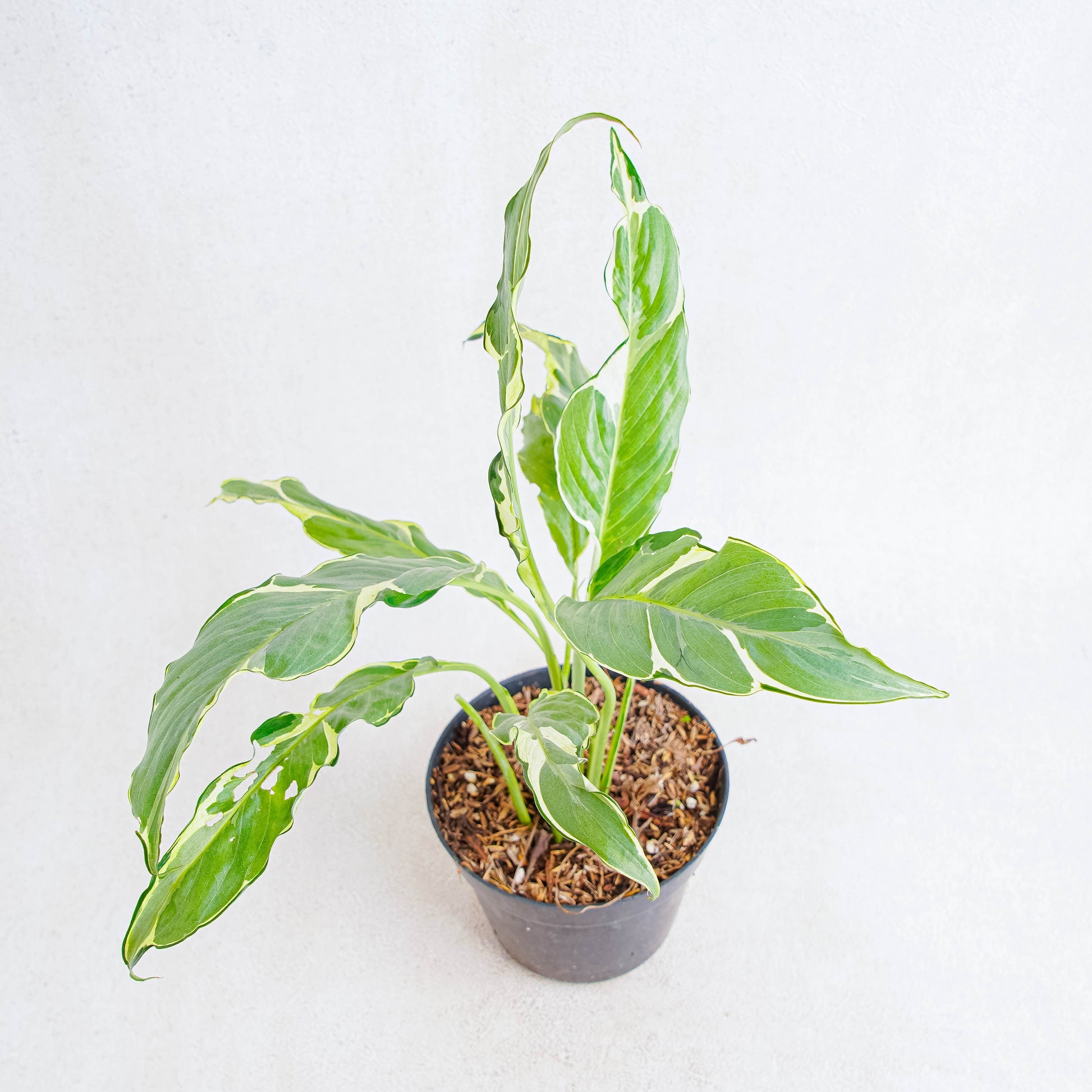 Spathiphyllum Hybrid - Indonesian Rare Plants