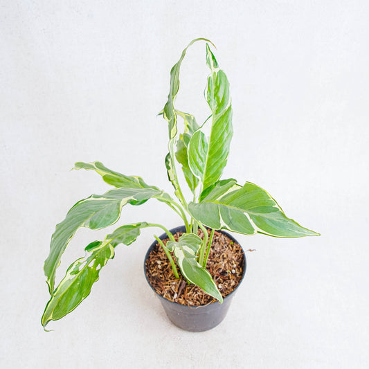Spathiphyllum Hybrid - Indonesian Rare Plants