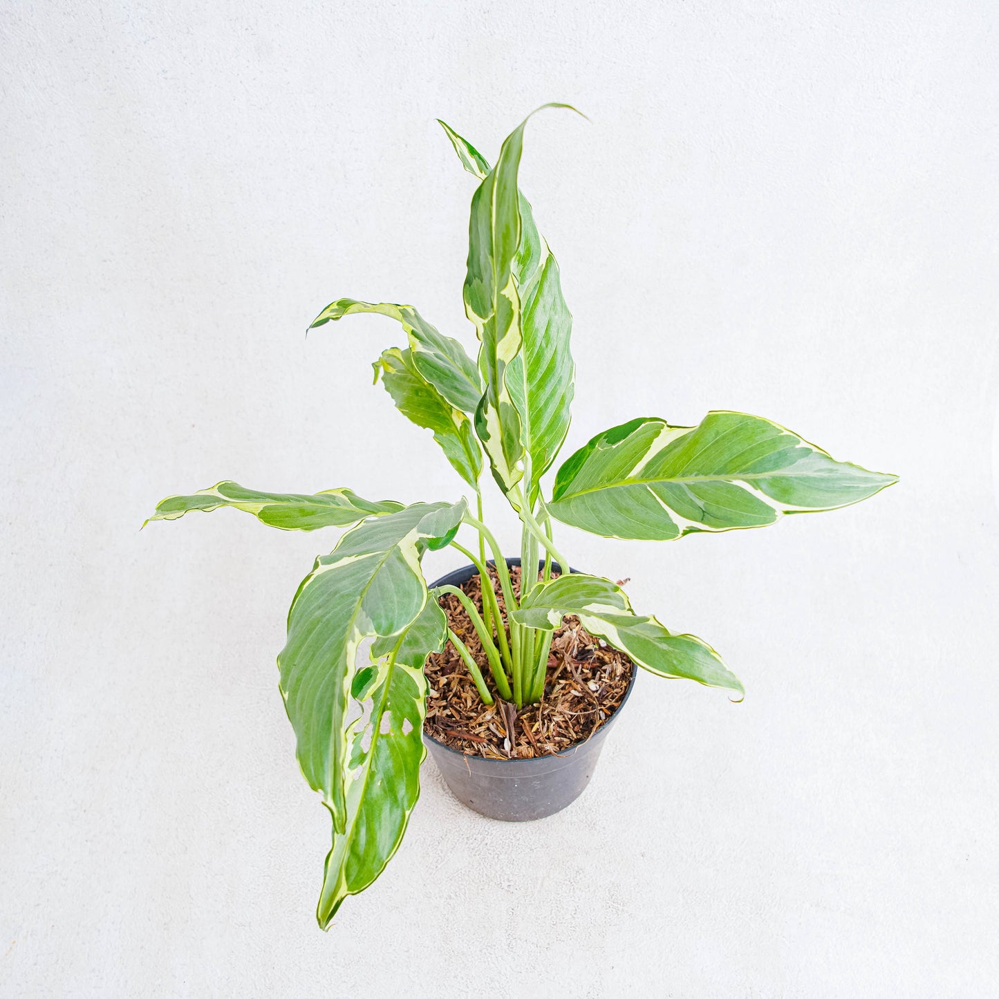 Spathiphyllum Hybrid