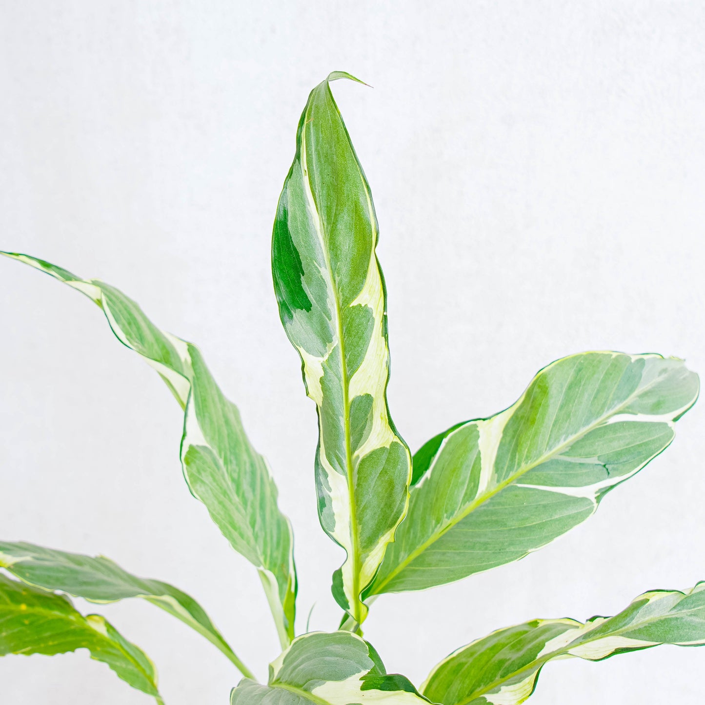 Spathiphyllum Hybrid