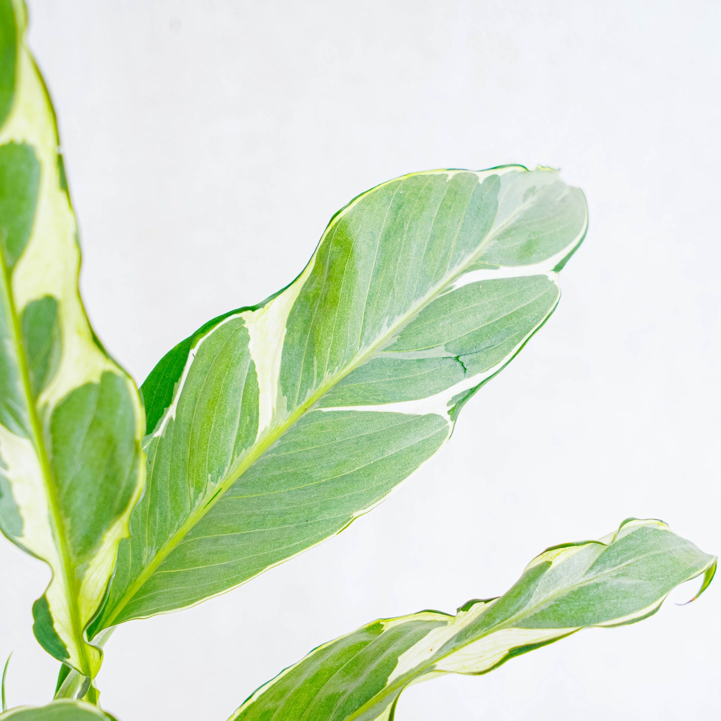 Spathiphyllum Hybrid