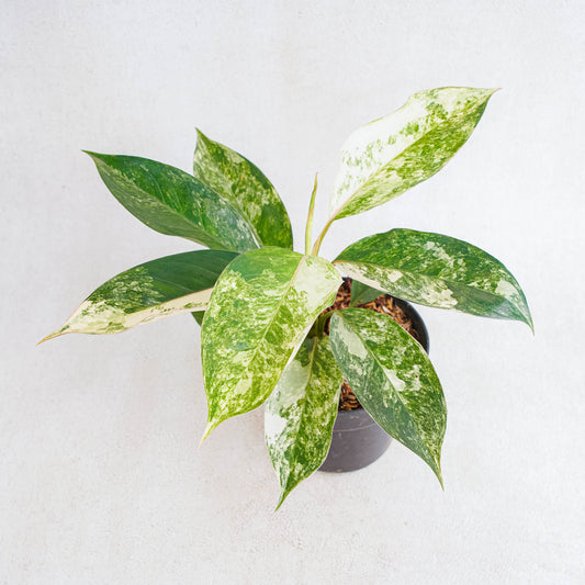 Aglaonema Siam Jade Variegated - Indonesian Rare Plants