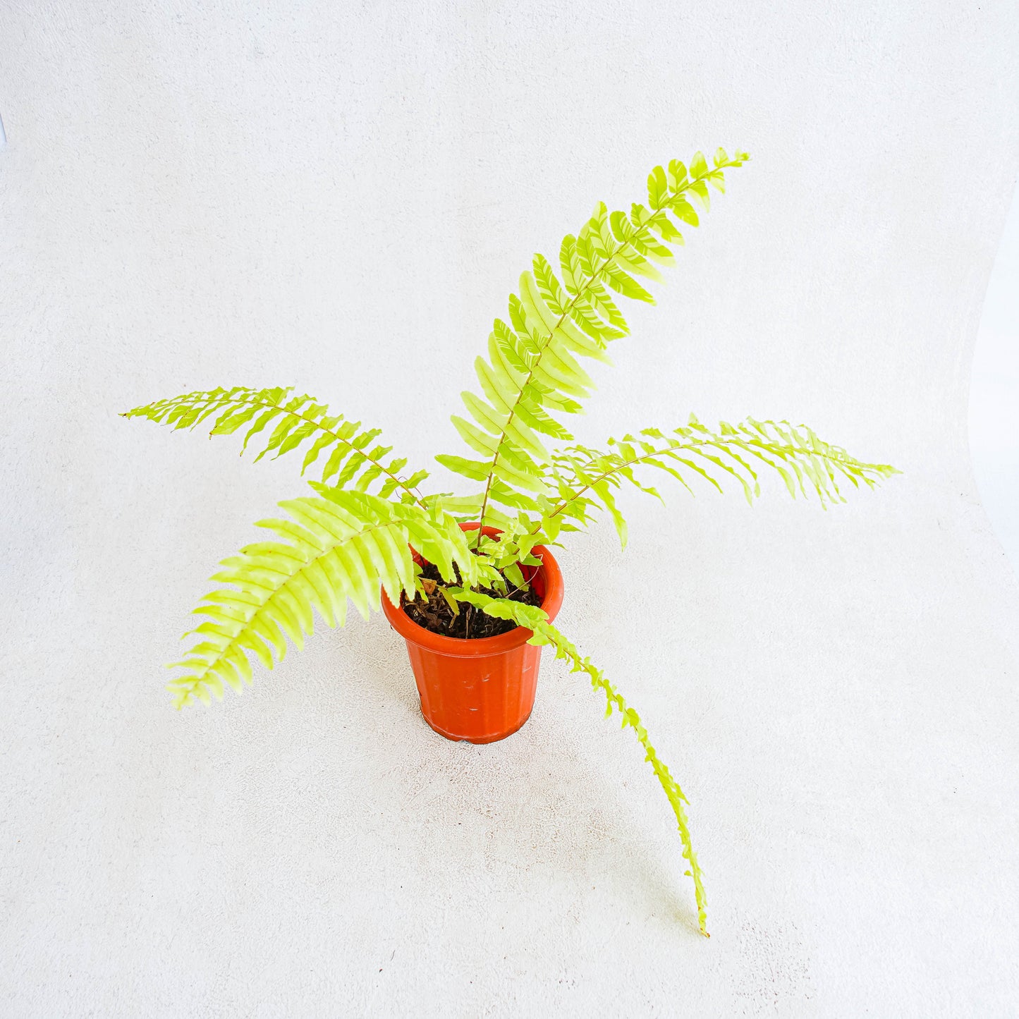 Nephrolepis Exaltata Variegated 'BOSTON FERN' - Indonesian Rare Plants