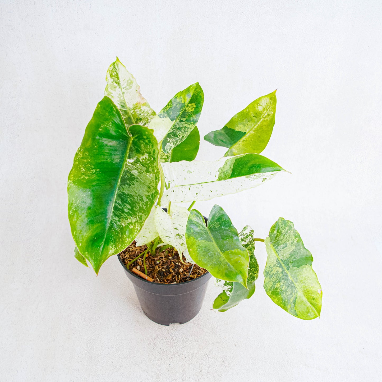 Philodendron Burlemarx Snow White - Indonesian Rare Plants