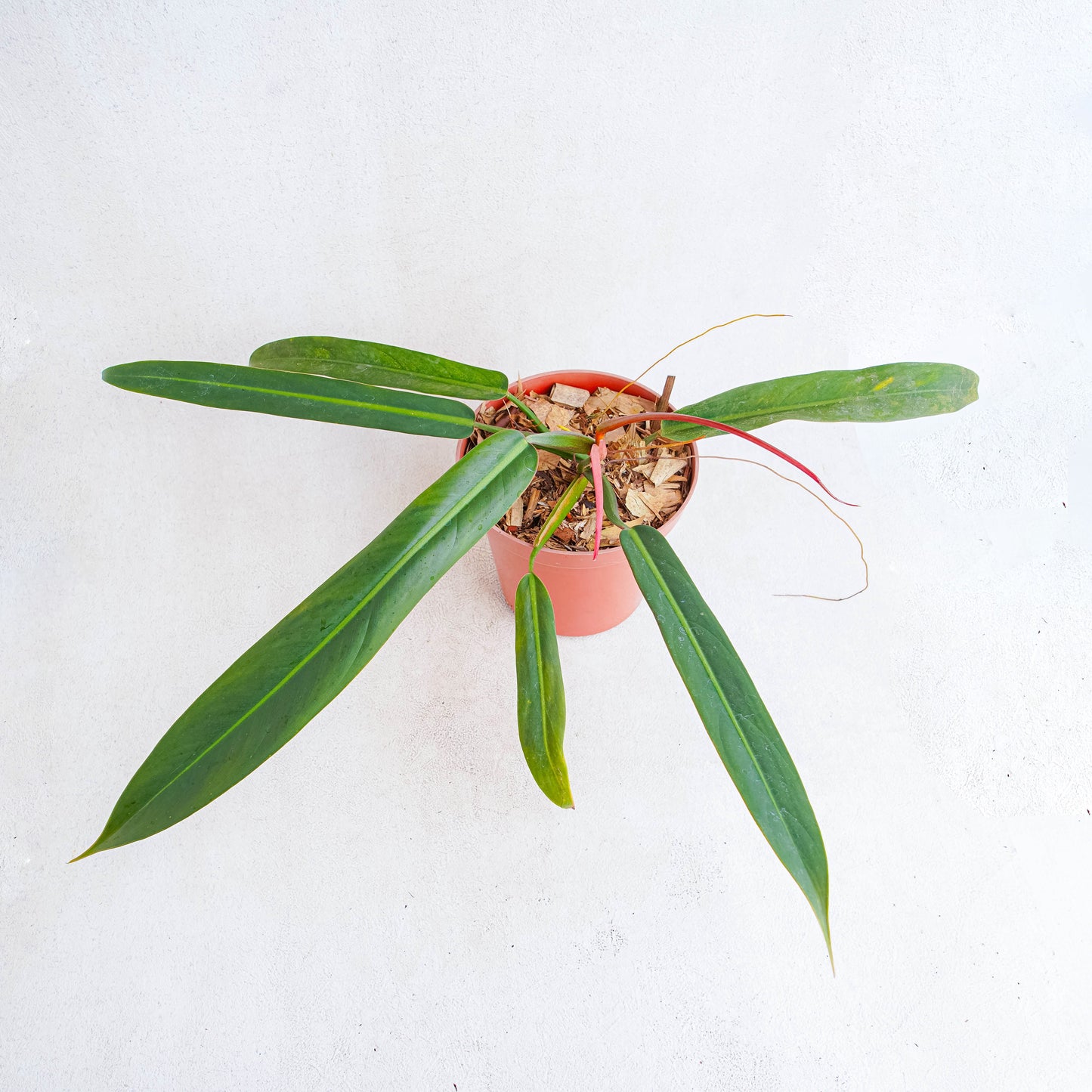 Philodendron Bicolor - Indonesian Rare Plants