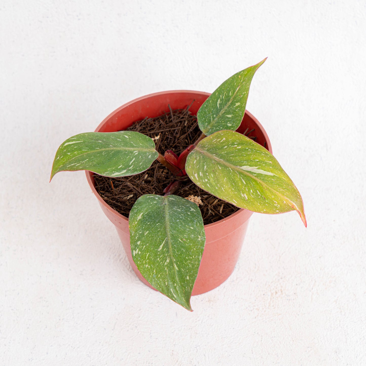 Philodendron White Knight Galaxy - Indonesian Rare Plants