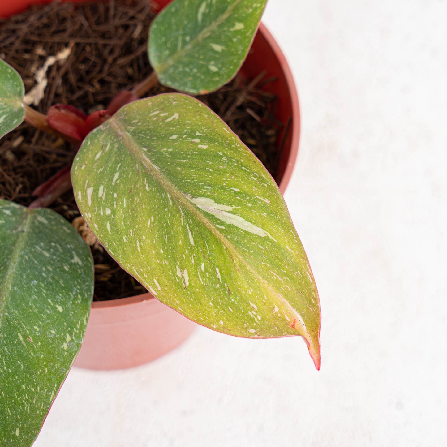 Philodendron White Knight Galaxy