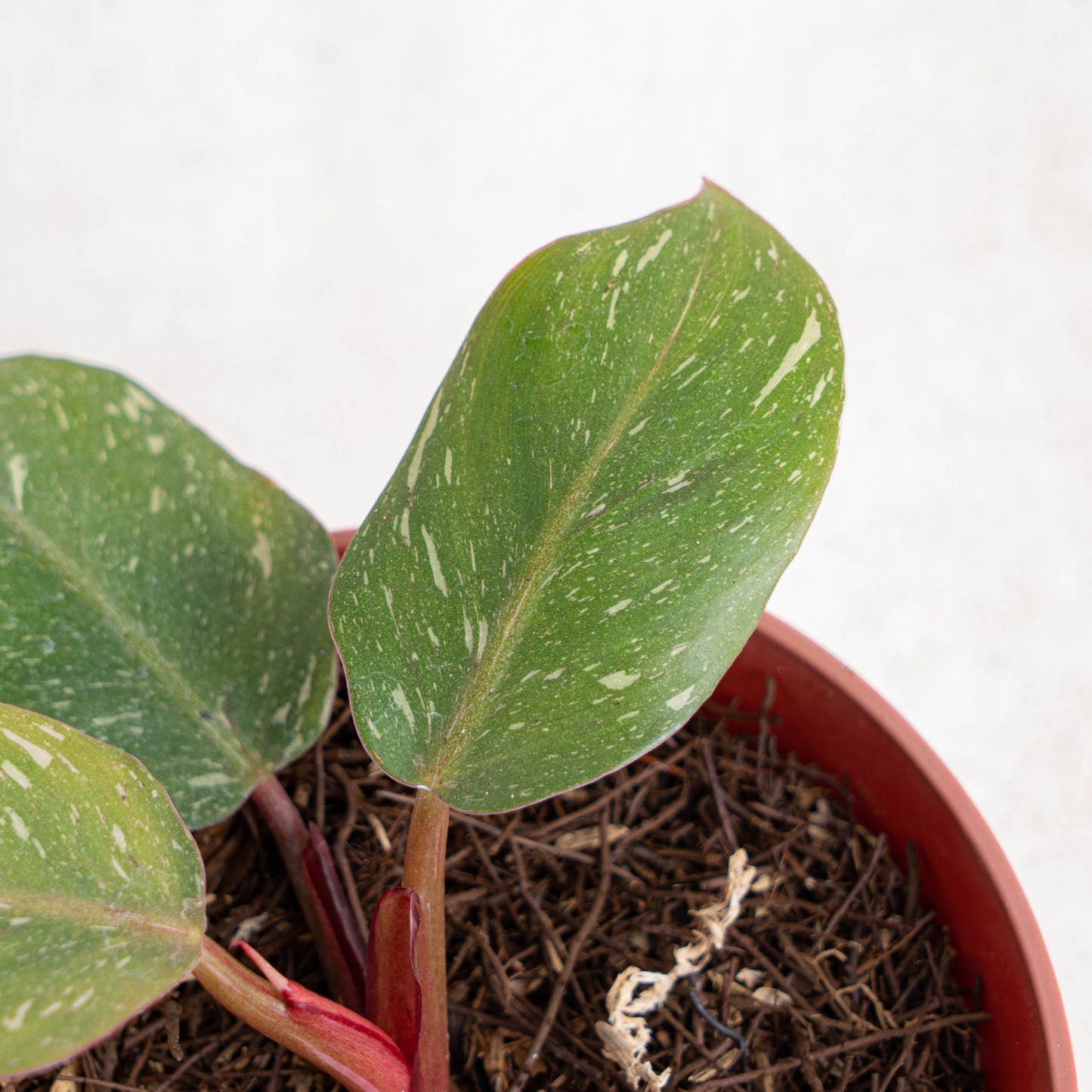 Philodendron White Knight Galaxy