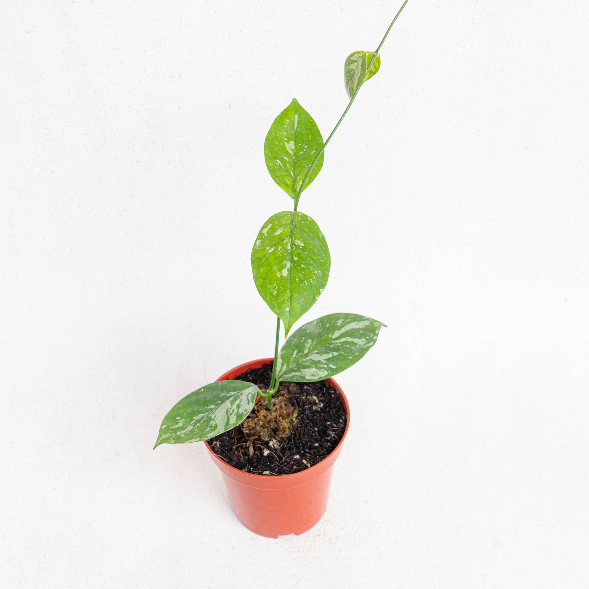 Hoya Coriacea Splash - Indonesian Rare Plants