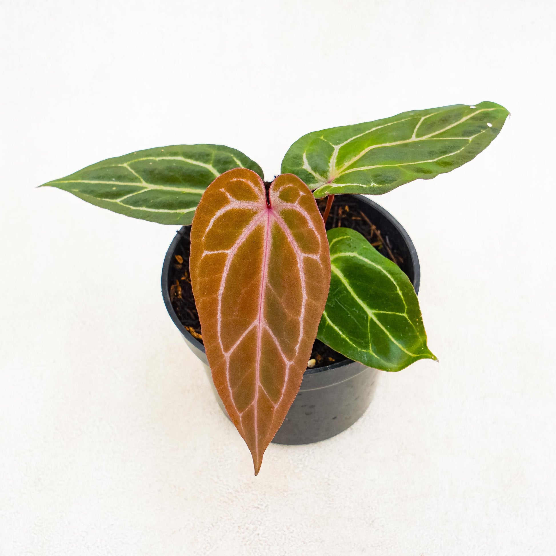 Anthurium Papillilaminum Bvit x Red Crystalinum - Indonesian Rare Plants