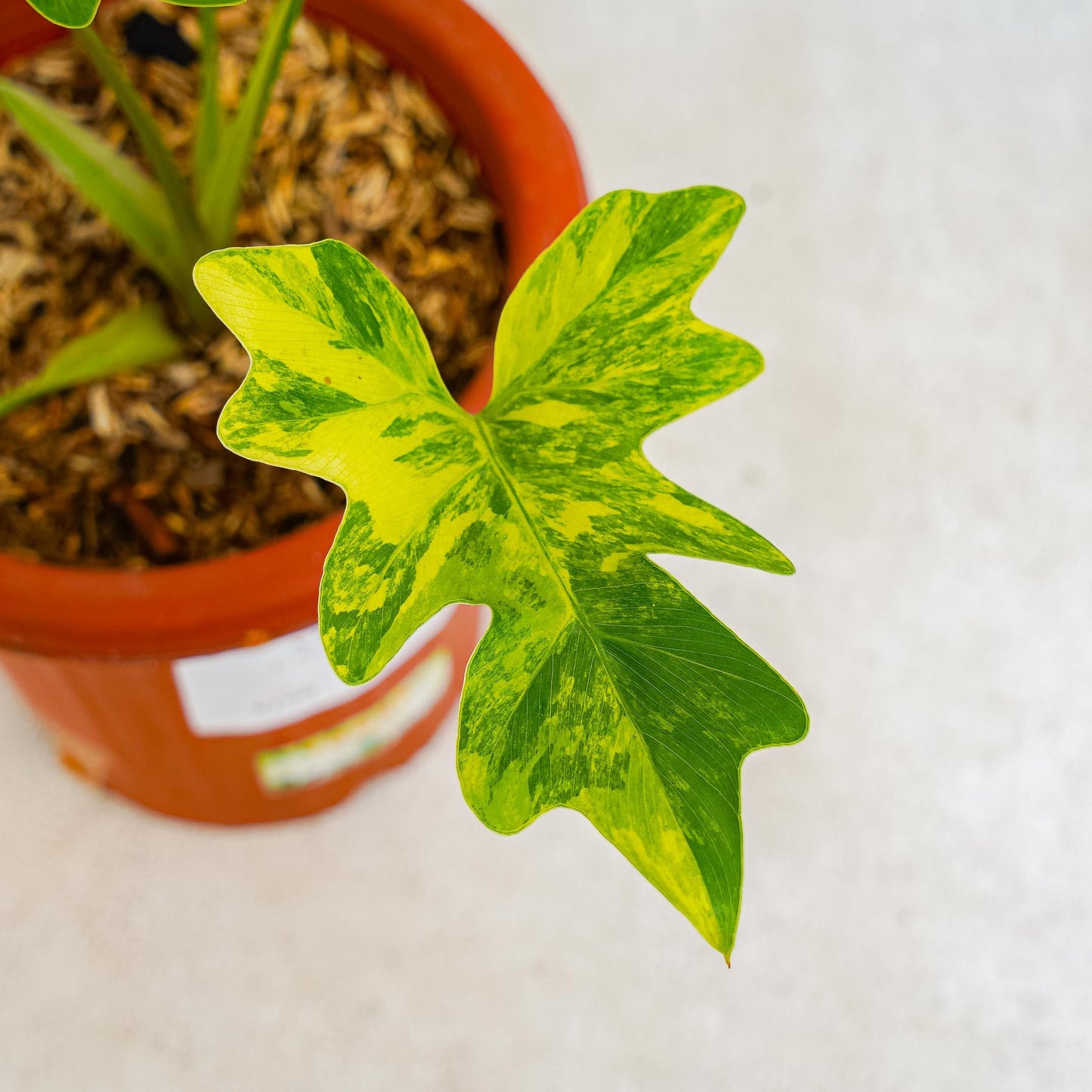 Thaumatophyllum Williamsii Variegated
