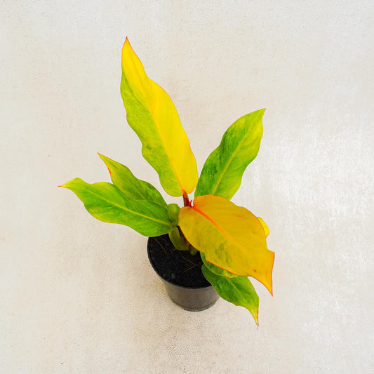 Philodendron Orange Marmalade Variegated - Indonesian Rare Plants