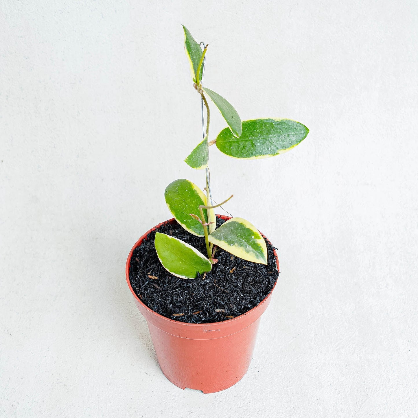 Hoya Acuta Albomarginata - Indonesian Rare Plants