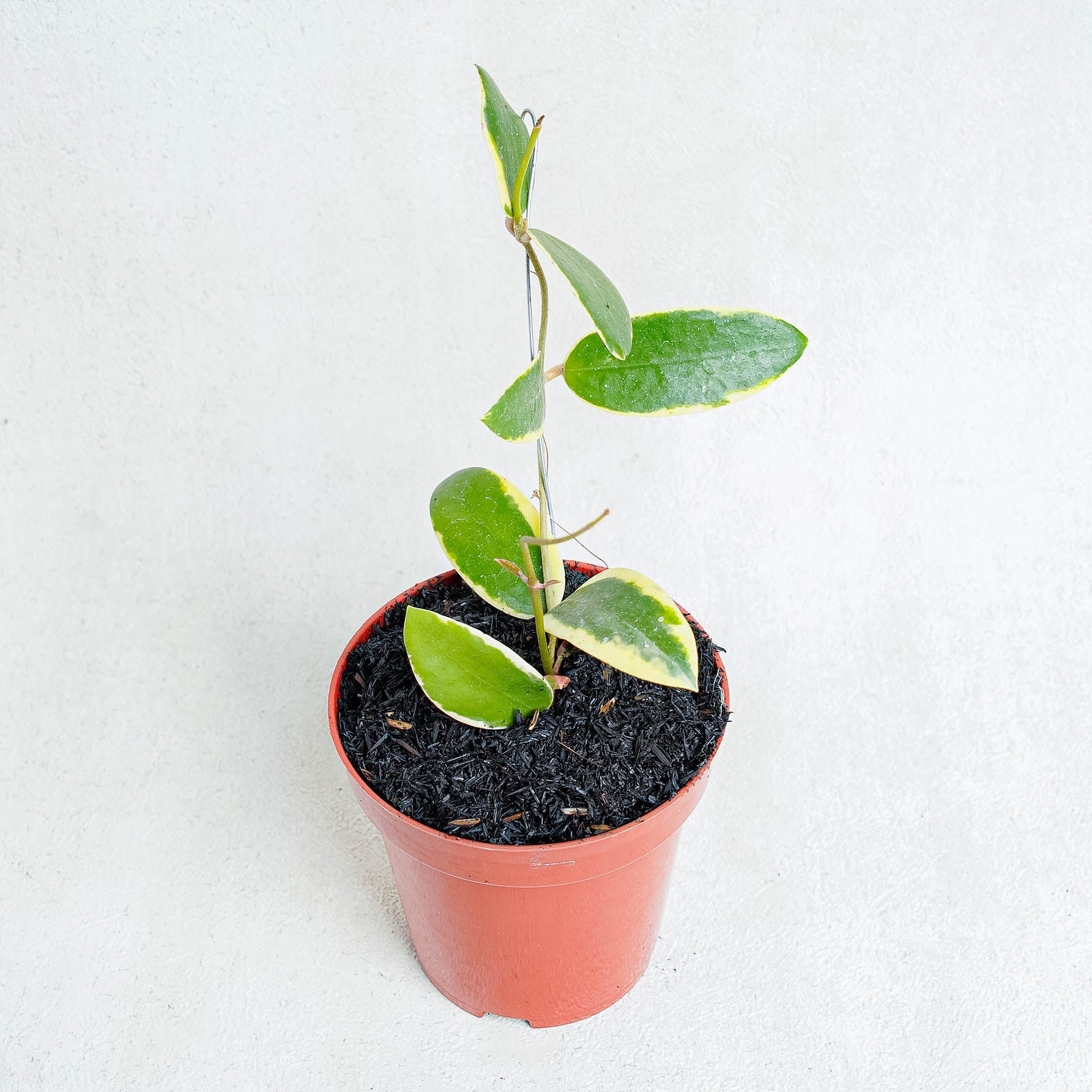 Hoya Acuta Albomarginata - Indonesian Rare Plants