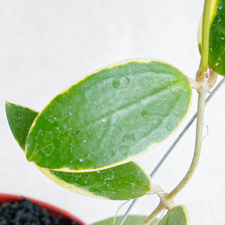 Hoya Acuta Albomarginata