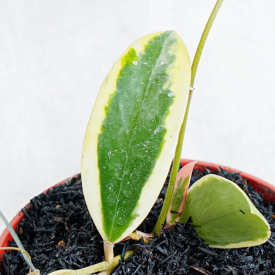 Hoya Acuta Albomarginata