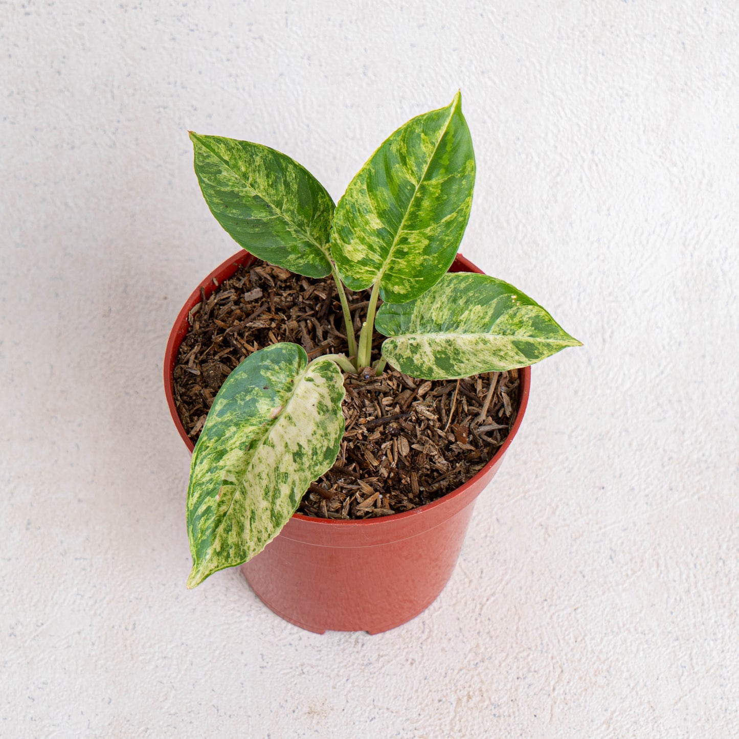 Homalomena Yellow Variegated SP Borneo - Indonesian Rare Plants