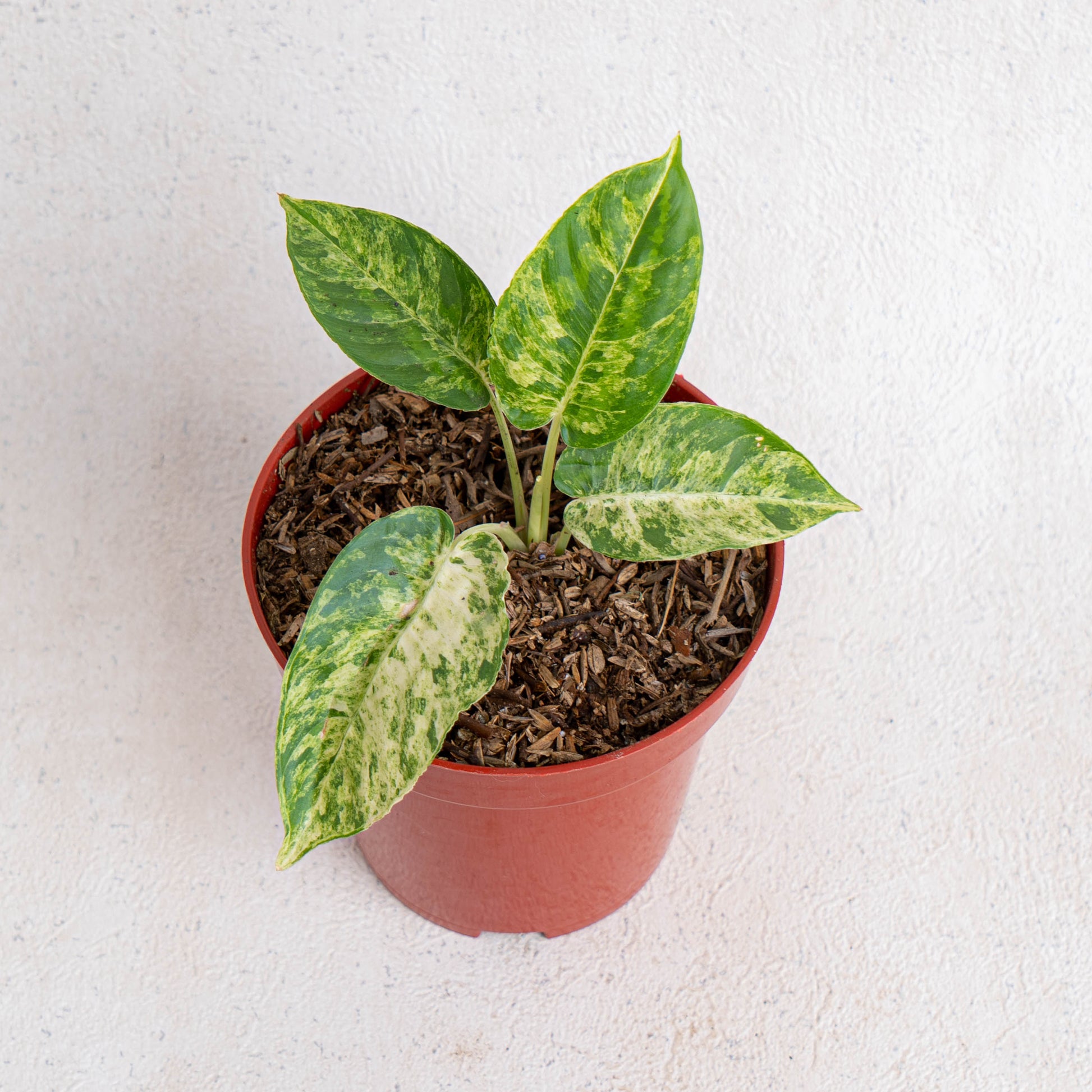 Homalomena Yellow Variegated SP Borneo - Indonesian Rare Plants