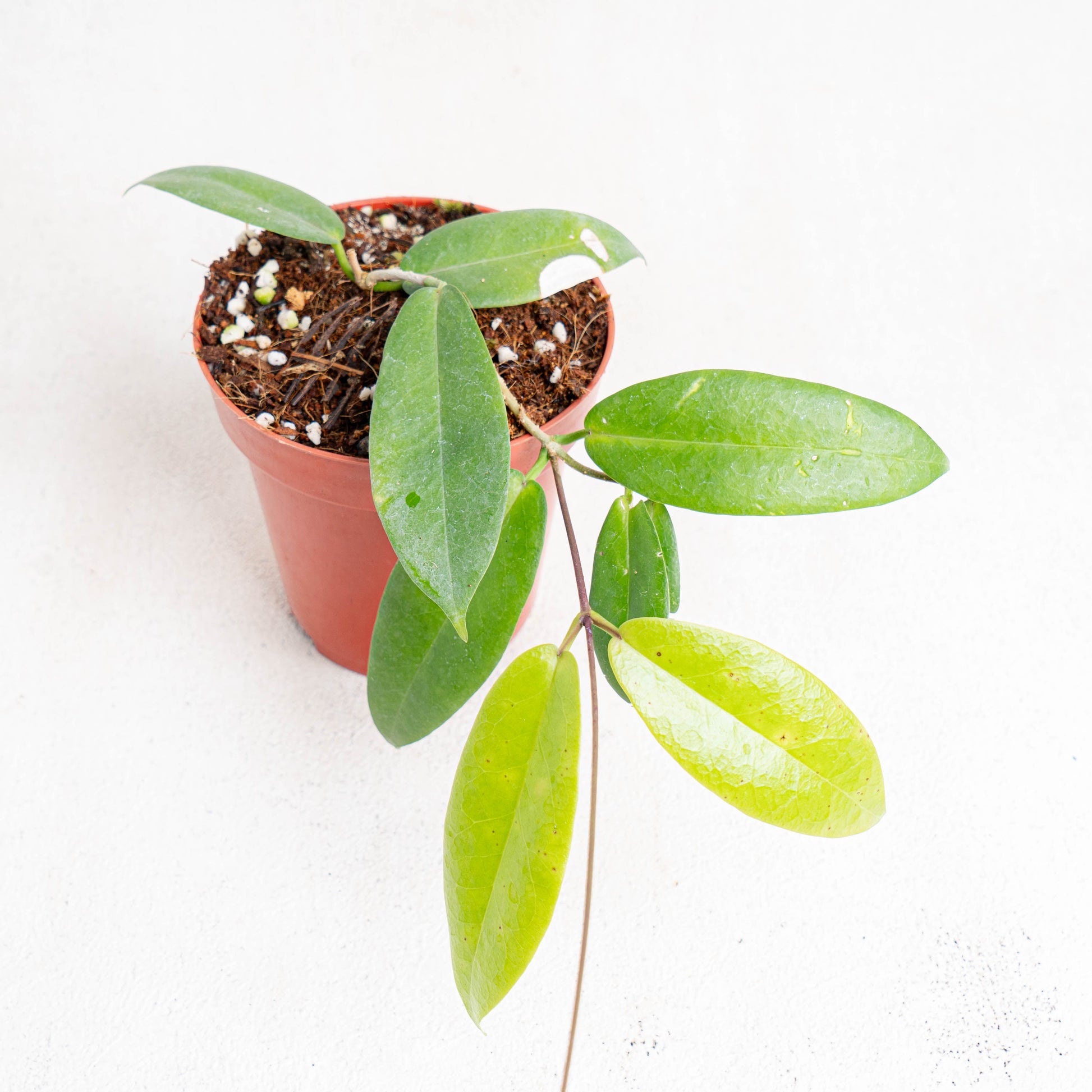 Hoya Ichnopus - Indonesian Rare Plants