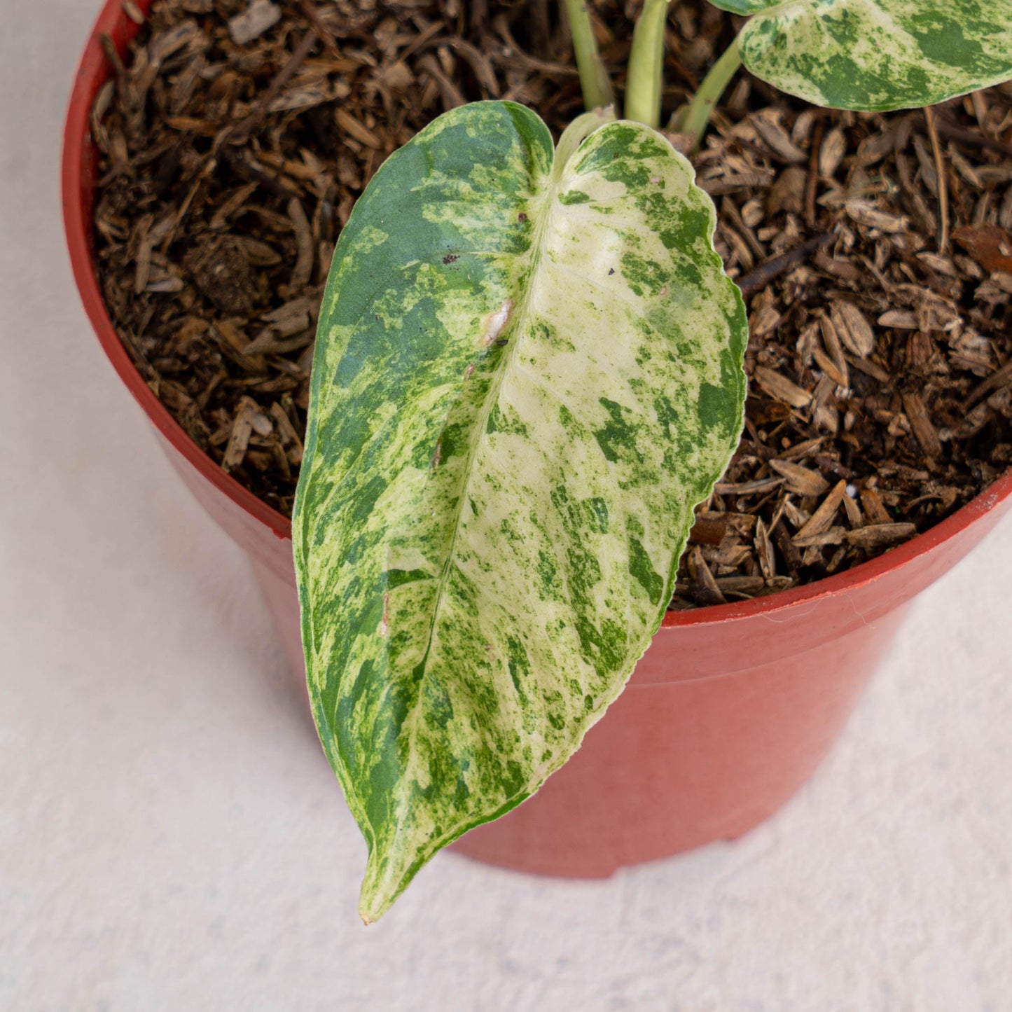 Homalomena Yellow Variegated SP Borneo