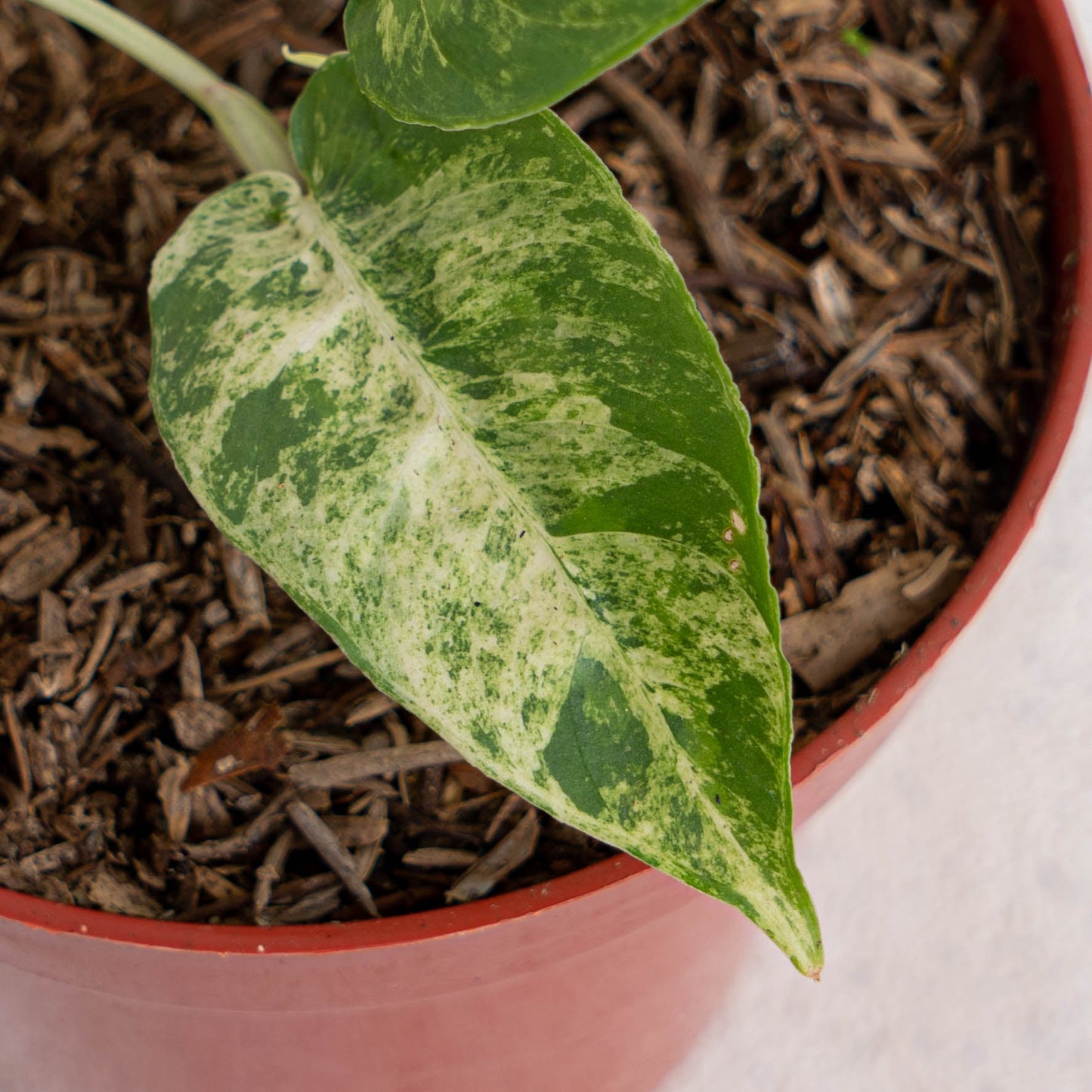 Homalomena Yellow Variegated SP Borneo