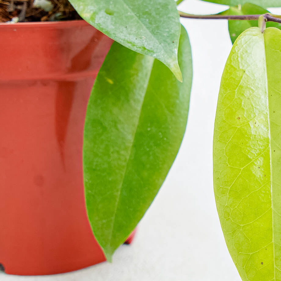 Hoya Ichnopus