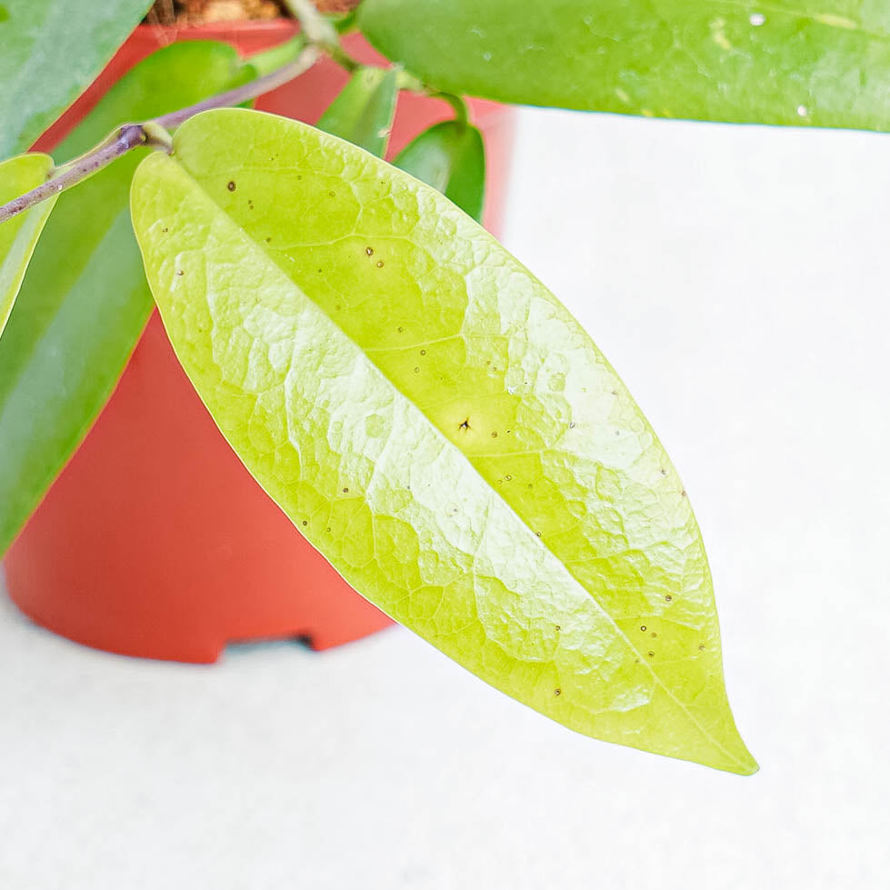 Hoya Ichnopus