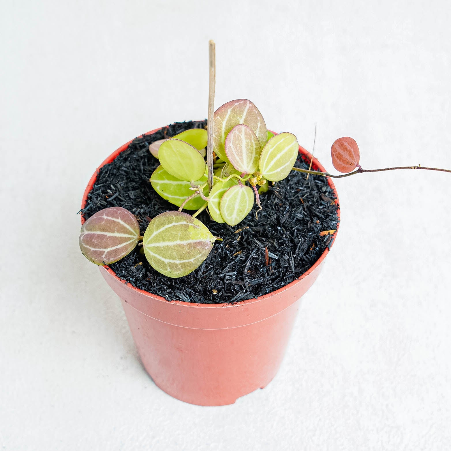 Dischidia Ovata - Indonesian Rare Plants