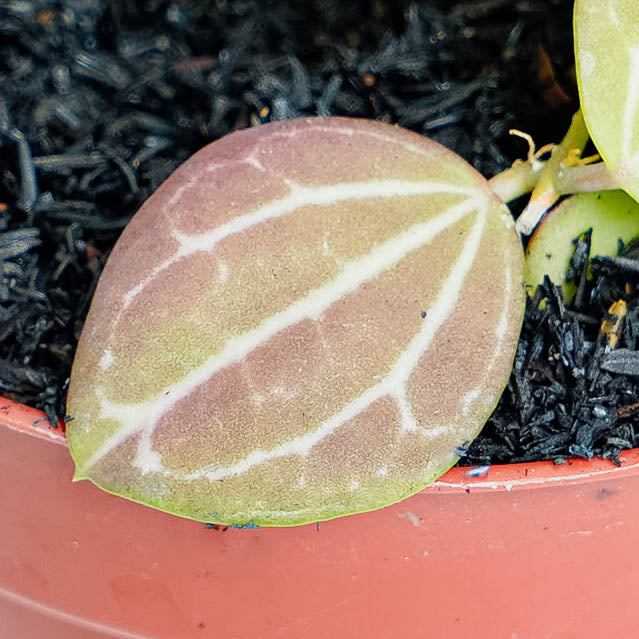 Dischidia Ovata