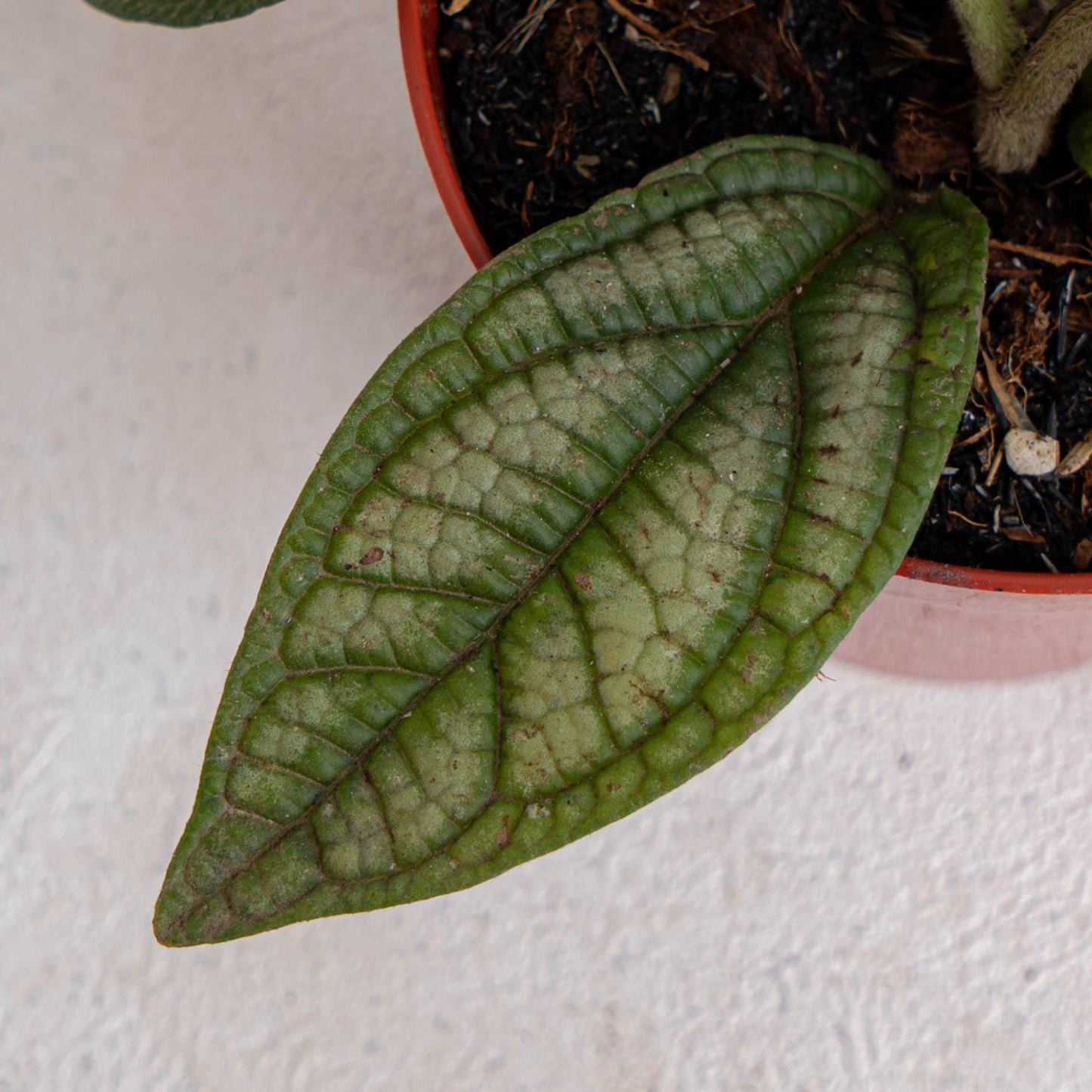 Piper Parmatum