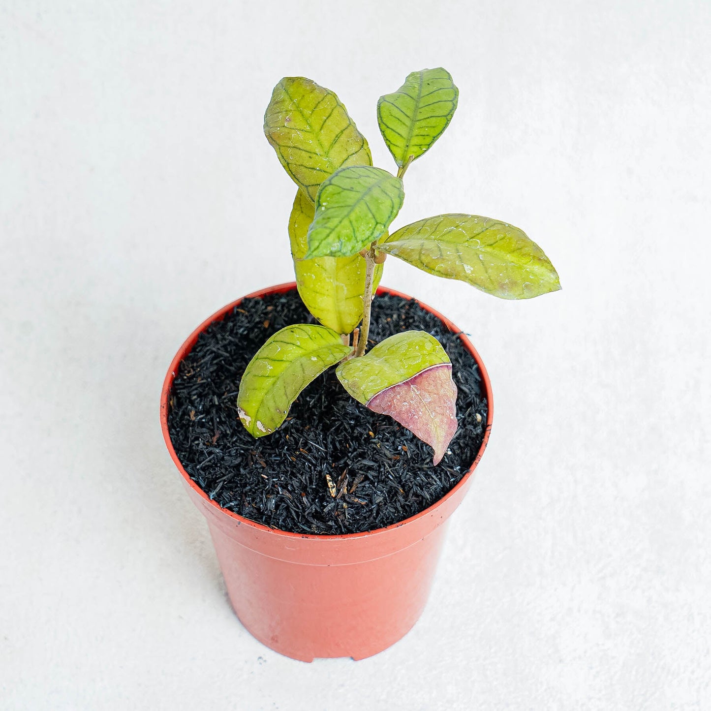 Hoya SP Gunung Gading - Indonesian Rare Plants