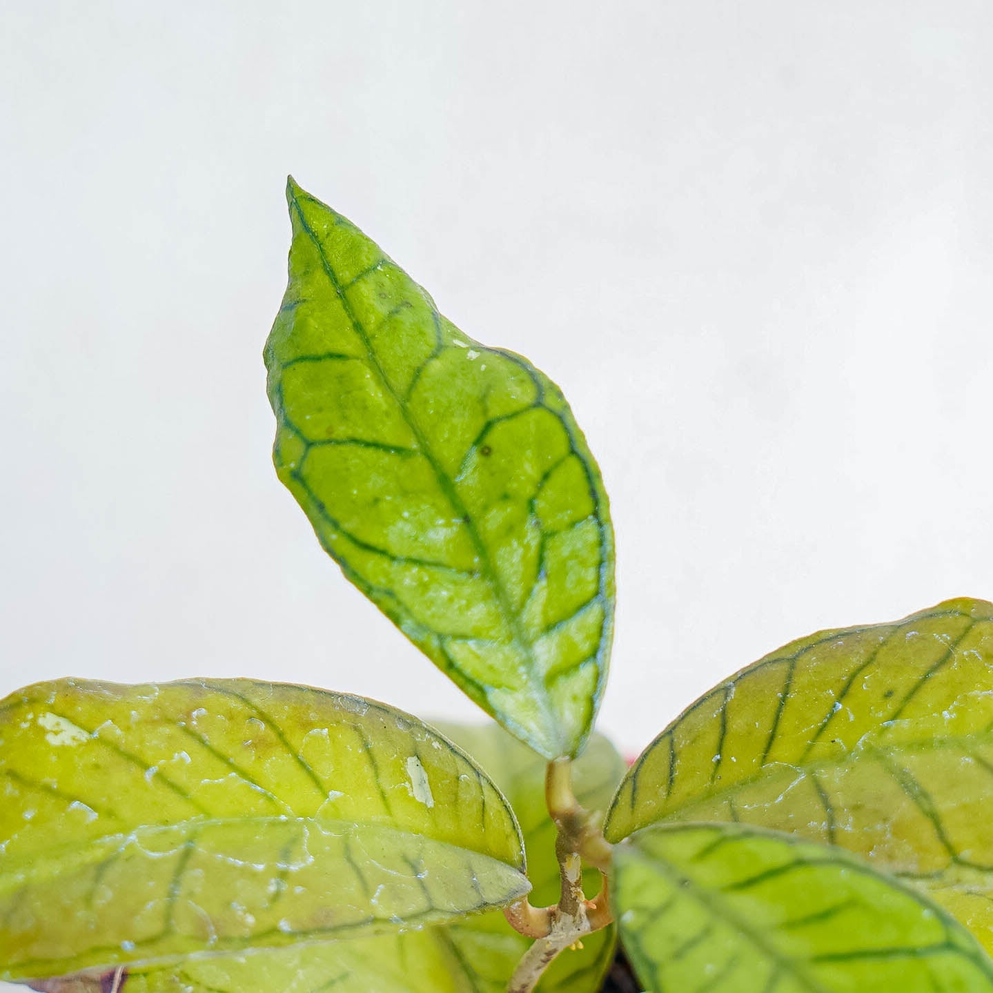 Hoya SP Gunung Gading