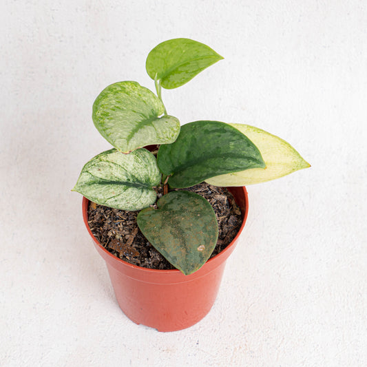 Scindapsus Hologram Variegated - Indonesian Rare Plants