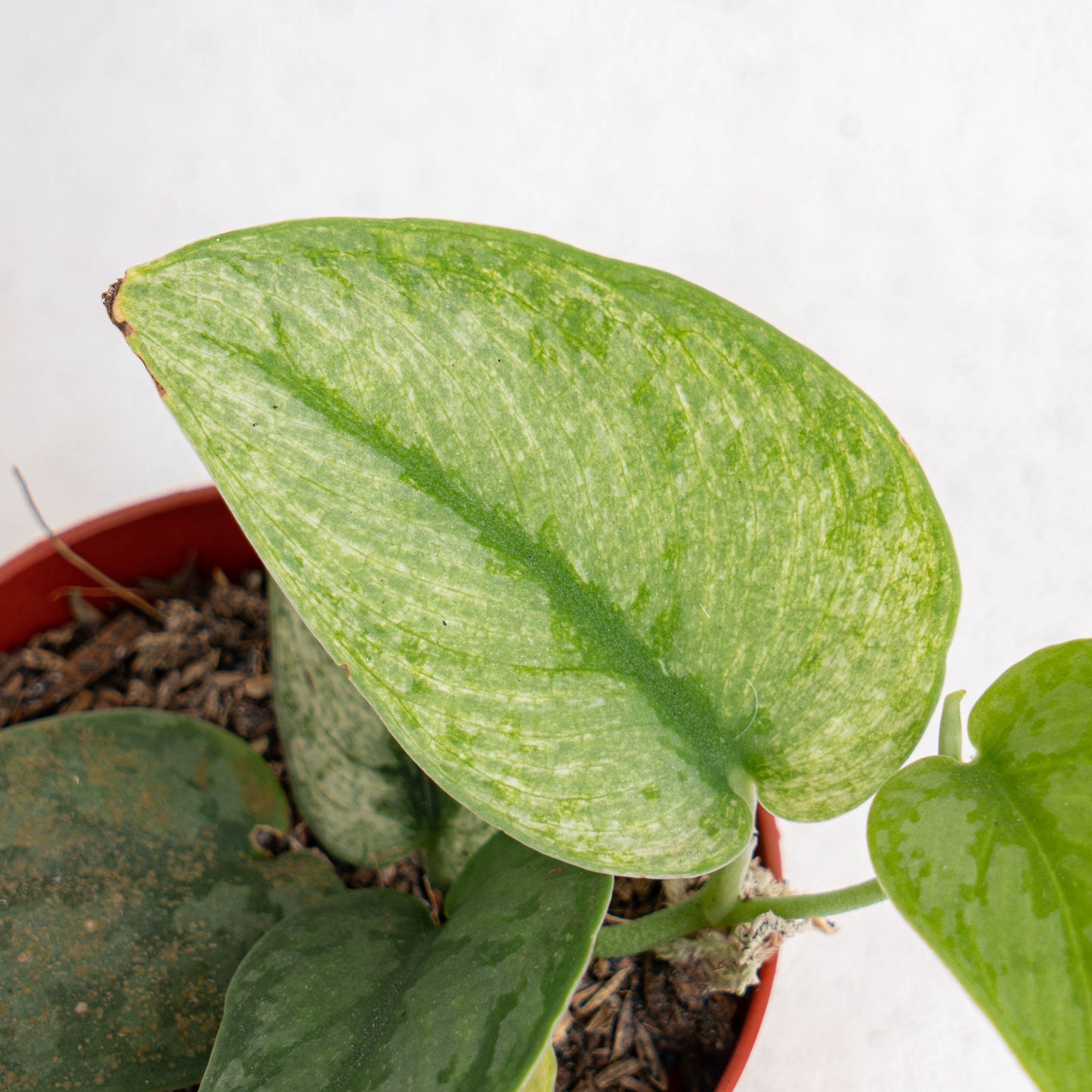 Scindapsus Hologram Variegated