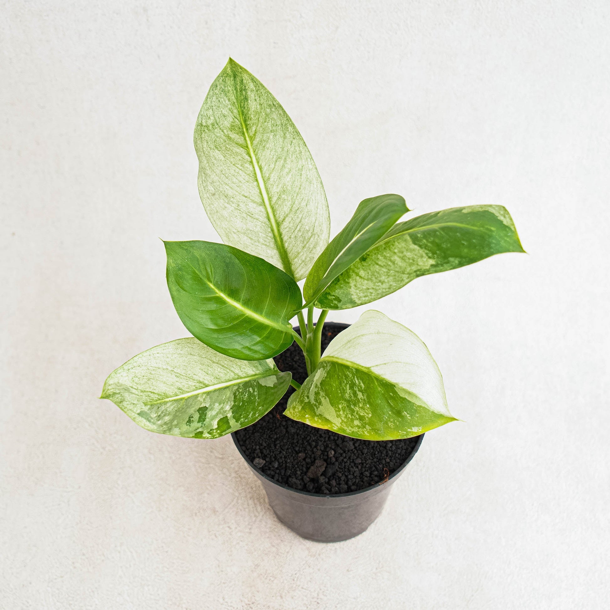 Diffenbachia Mint - Indonesian Rare Plants