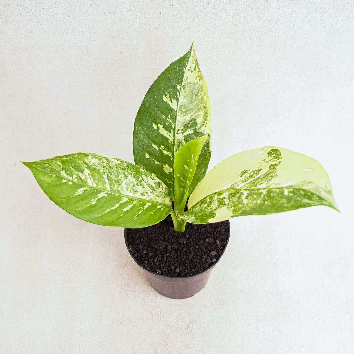 Diffenbachia Round Variegated - Indonesian Rare Plants